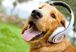 5 redenen waarom je puppy niet luistert